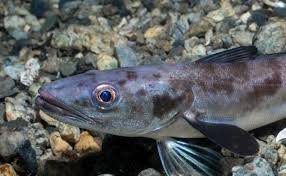 Image result for Merluccius merluccius