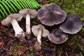 Attēlu rezultāti vaicājumam “Tricholoma sp.”