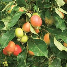 Attēlu rezultāti vaicājumam “Malus sylvestris”