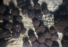 Attēlu rezultāti vaicājumam “Enerthenema papillatum”