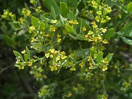 Attēlu rezultāti vaicājumam “Santalaceae”