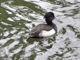 Image result for Aythya fuligula