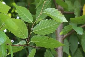 Attēlu rezultāti vaicājumam “Betula alleghaniensis leaf”