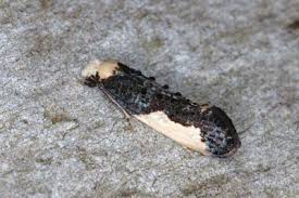 Attēlu rezultāti vaicājumam “Monopis monachella”