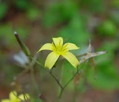 Attēlu rezultāti vaicājumam “Mycelis muralis leaf”