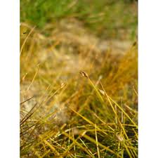 Attēlu rezultāti vaicājumam “Eleocharis acicularis”