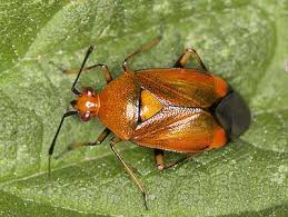 Attēlu rezultāti vaicājumam “Deraeocoris ruber imago”