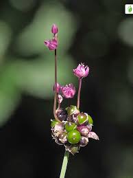 Attēlu rezultāti vaicājumam “Allium scorodoprasum fruit”