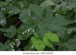 Attēlu rezultāti vaicājumam “Aegopodium podagraria leaf”