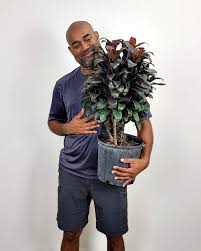 Attēlu rezultāti vaicājumam “Conardia compacta macro”