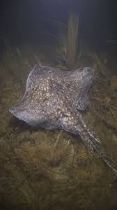 Image result for Raja clavata