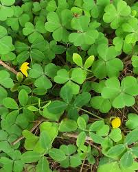 Attēlu rezultāti vaicājumam “Oxalis corniculata fruit”