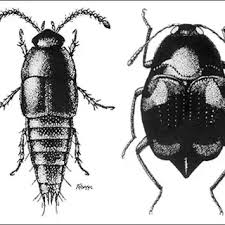 Attēlu rezultāti vaicājumam “Staphylinidae”