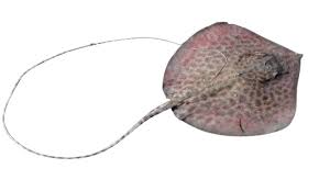 Image result for Himantura uarnak