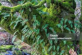 Attēlu rezultāti vaicājumam “Amblystegium serpens sporophyte”