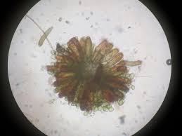 Attēlu rezultāti vaicājumam “Brachythecium albicans sporophyte”