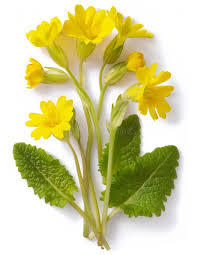 Attēlu rezultāti vaicājumam “Primula veris leaf”