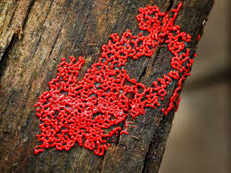 Attēlu rezultāti vaicājumam “Willkommlangea reticulata spores”