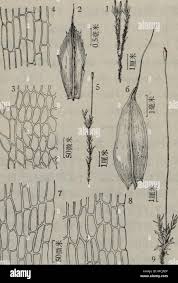 Attēlu rezultāti vaicājumam “Splachnum ampullaceum”