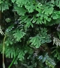 Attēlu rezultāti vaicājumam “Riccardia multifida”