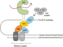 Image result for the end of the t-loop structure