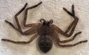 Attēlu rezultāti vaicājumam “Sparassidae”