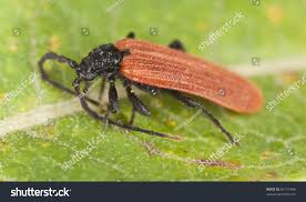 Attēlu rezultāti vaicājumam “Pyrochroidae”