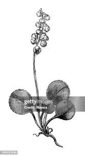 Attēlu rezultāti vaicājumam “Pyrola media”