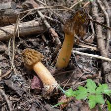 Attēlu rezultāti vaicājumam “Verpa bohemica”