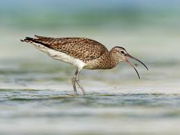 Attēlu rezultāti vaicājumam “Numenius phaeopus adult”