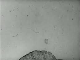 Attēlu rezultāti vaicājumam “Didymium nigripes”