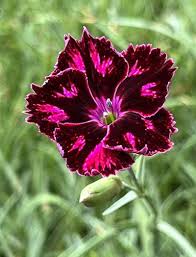 Image result for Dianthus