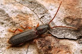 Attēlu rezultāti vaicājumam “Nothorhina punctata”