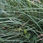 Attēlu rezultāti vaicājumam “Calamagrostis canescens fruit”