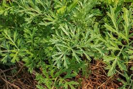 Attēlu rezultāti vaicājumam “Artemisia absinthium leaf”