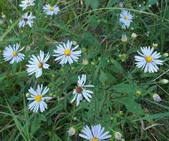 Image result for Aster novi-belgii