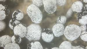 Attēlu rezultāti vaicājumam “Physarum cinereum spores”