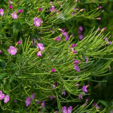 Image result for Weidenröschen