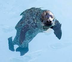 Image result for Phoca vitulina