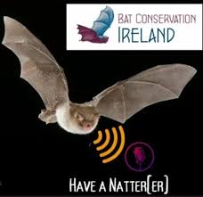 Attēlu rezultāti vaicājumam “Myotis nattereri”