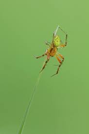 Attēlu rezultāti vaicājumam “Araniella”