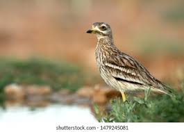 Image result for Burhinus oedicnemus