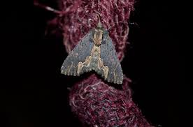 Attēlu rezultāti vaicājumam “Dypterygia scabriuscula”