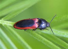 Attēlu rezultāti vaicājumam “Ampedus sanguinolentus”