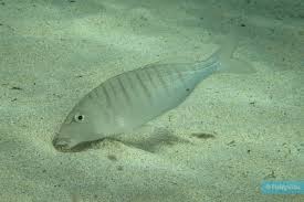 Image result for Lithognathus lithognathus