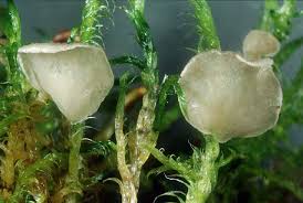 Attēlu rezultāti vaicājumam “Arrhenia retiruga”