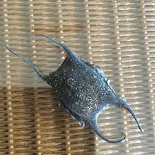 Image result for Amblyraja radiata