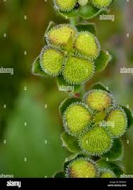 Attēlu rezultāti vaicājumam “Cynoglossum officinale fruit”