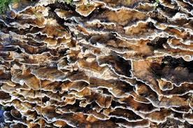 Attēlu rezultāti vaicājumam “Bjerkandera adusta”