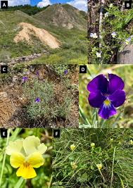 Attēlu rezultāti vaicājumam “Viola tricolor subsp. matutina”